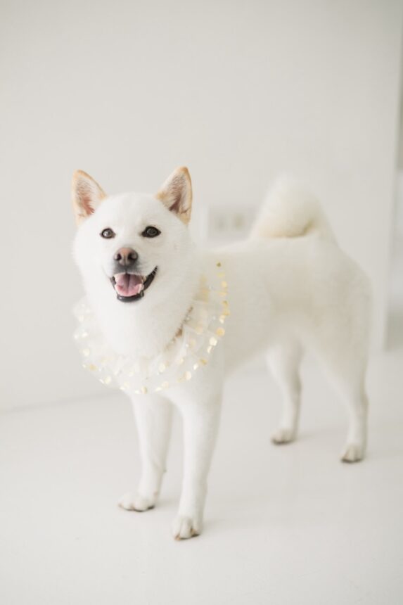 週歲寶寶蛋糕計畫與親子寫真