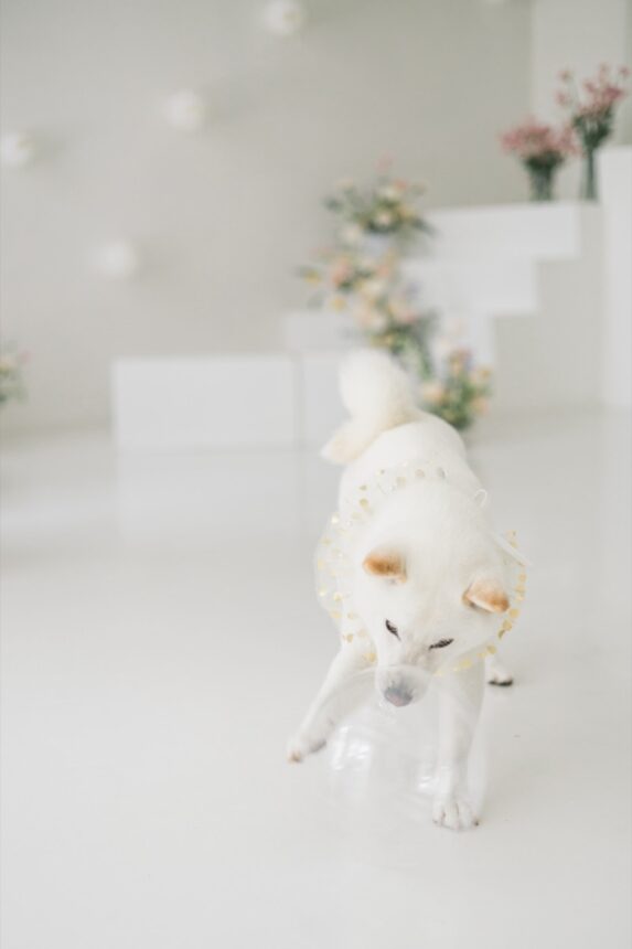 週歲寶寶蛋糕計畫與親子寫真